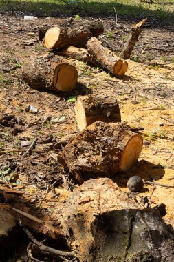 Topraktan kesilmiş bir ağacın çeşitli parçaları.