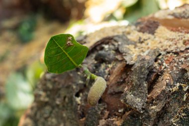Bitki arkaplanı olan büyüyen bir bitkinin süper yakın çekimi.