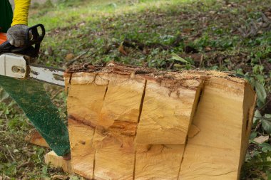 Adam arka bahçede elektrikli testere ile bir ağacın gövdesini kesti..