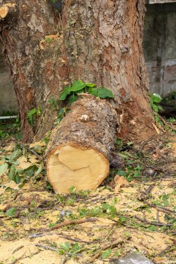 Büyük bir ağacın yanında bir ağaç gövdesi.