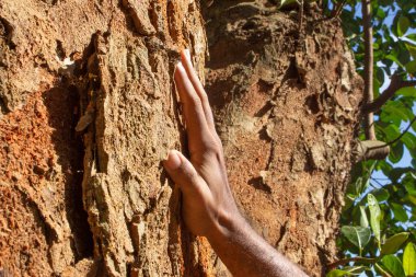 Ağaç dokusunu ver.