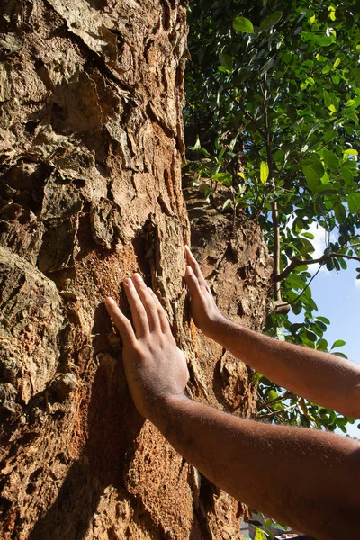Mãos Sobre Uma Grande Textura Árvore Dia Ensolarado — Fotografia de Stock