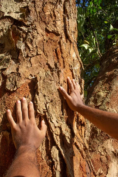 Mãos Sobre Uma Grande Textura Árvore Dia Ensolarado — Fotografia de Stock