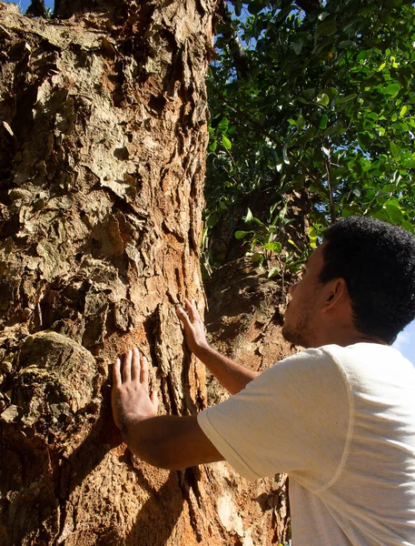 Homem Segurando Tronco Uma Grande Árvore Dia Ensolarado — Fotografia de Stock