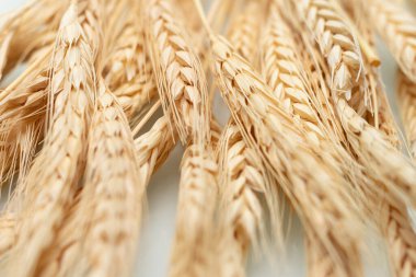 Beyaz zemin üzerinde birkaç kurutulmuş buğday tohumu sapının kapatılması.