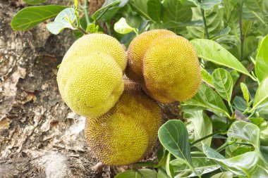 Üç meyveli ağaç, kalın gövdeli yeşil yapraklı..