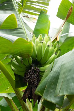 Bulutlu bir günde muz ağacında birkaç büyük yeşil yapraklı muz demeti