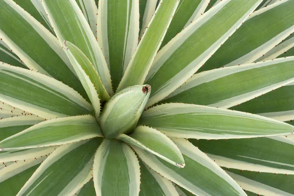 阳光普照的Agave Sisalana植物头像 — 图库照片