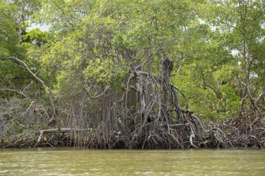 Bulutlu bir günde inanılmaz mangrov manzarası