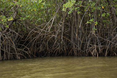 Bulutlu bir günde inanılmaz mangrov manzarası