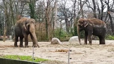 Depresyonda olan iki fil, hayvanat bahçesinde huzursuz bir şekilde otlanıyor. Yabani hayvanlar turistler için tutsak tutuluyor. Tehlikede olan mutsuz fil, çitin arkasında gözlem için kapana kısılmış özgürlük istiyor..