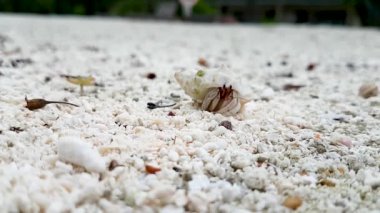 Küçük tatlı kabuklu yengeç dikkatlice kabuğundan çıkıyor, etrafına bakıyor ve geriye doğru gidiyor. Küçük beyaz yengeç fark edilmeden kumda hareket ediyor. Tropik bir adada sürünen bir yengecin seçici odağı.