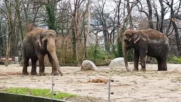 Deux Éléphants Déprimés Sentent Mal Aise Brouter Nourriture Dans Zoo — Video