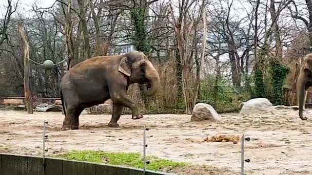 Zajatí Sloni Cítí Nepříjemně Když Pasou Jídlo Zoo Divoká Zvířata — Stock video