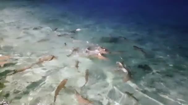 Haaien Voeren Malediven Toeristische Attractie Een Resorthotel Een Afgelegen Tropisch — Stockvideo