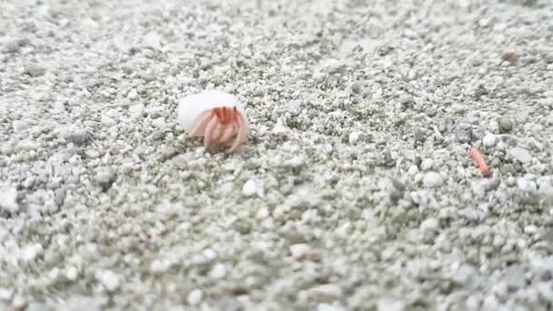 可爱的小螃蟹从相机上跑开了 小白蟹在沙地上活动时没有被注意到 在热带岛屿上爬行的螃蟹的选择性焦点 — 图库视频影像