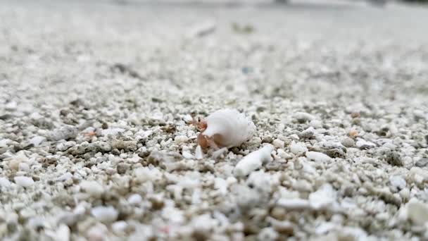 かわいい小さな貝のカニを慎重にシェルから出てくる 周りを見回すと離れる 小さな白いカニの砂の中に気づかれずに移動する 熱帯の島を這うカニの選択的焦点 — ストック動画