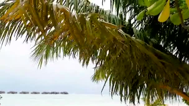 Große Palmenblätter Bewegen Sich Wind Auf Einer Tropischen Insel Blaues — Stockvideo
