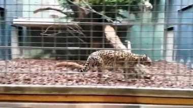 Stresli leopar geri dönüyor ve hayvanat bahçesindeki kafesin etrafında zorla dönüyor. Üzgün hayvanlar esaret altında yaşamak için mücadele ederler. Turist eğlencesi olarak vahşi türleri kullanıyorlar. Hayvanat bahçesinden endişelenen büyük vahşi kedi kafese kondu.