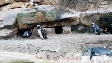 Hayvanat bahçesindeki komik penguen turistlere bakıyor. Almanya 'da kuş gözlemciliği. Tehdit altındaki hayvan türleri turistlerin ilgi odağı olarak tutuluyor. Çevre koruması.