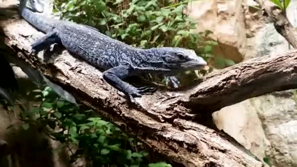 大灰蜥蜴爬上了动物园里的一棵树 在水族馆里看着两栖动物利用圈养的野生动物作为旅游景点 蜥蜴坐在室内的树枝上 — 图库视频影像