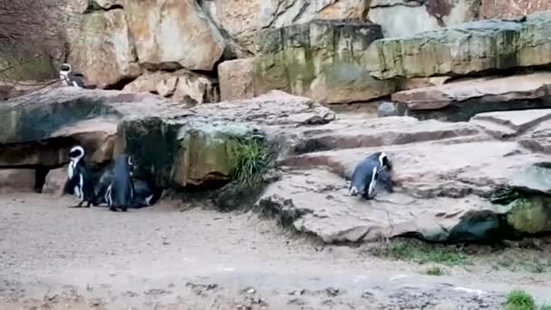 Roztomilý Tučňák Zoo Našel Jídlo Odnesl Domů Oběd Pozorování Ptáků — Stock video