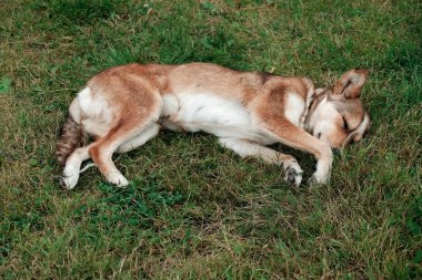 Yeşil çimlerin üzerinde uyuyan sevimli ve huzurlu bir köpek. Yaz günü dışarıda dinlenen sevimli yorgun hayvan. Evcil hayvan evlat edinme kavramı. Yavru köpeği eve götür, sev ve yeni arkadaşınla ilgilen..