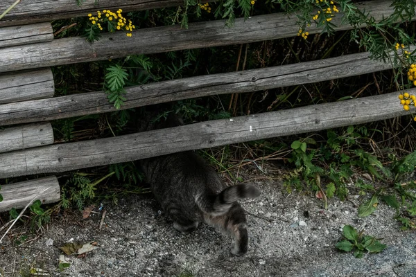 Gray Cat Crawling Wooden Fence Cute Camouflage Kitten Butt Paws — Stock Photo, Image