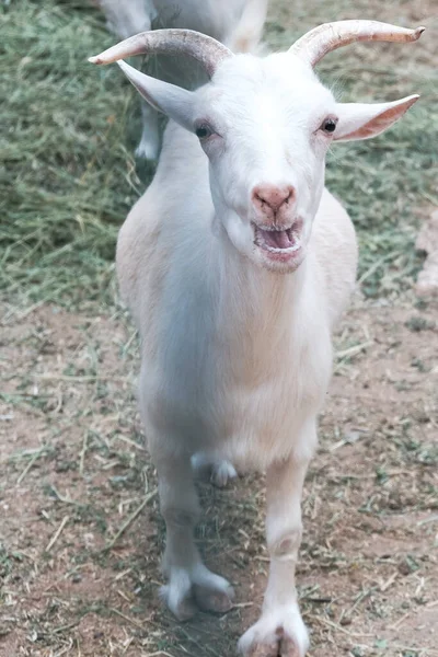 Zabawny Biały Ciekawy Kozioł Beczący Płotem Zoo Lub Farmie Hodowla — Zdjęcie stockowe