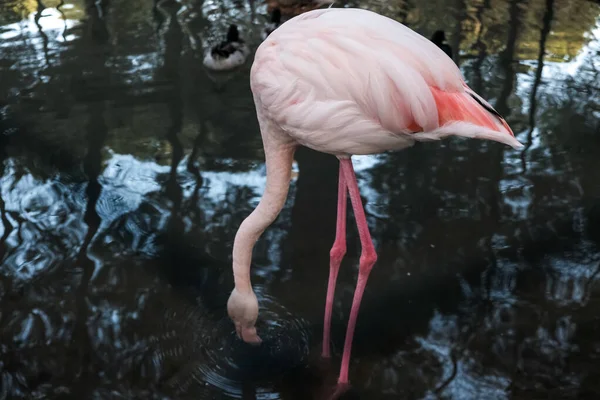 Prachtige Roze Witte Flamingo Staande Drinkwater Bij Een Meer Openlucht — Stockfoto