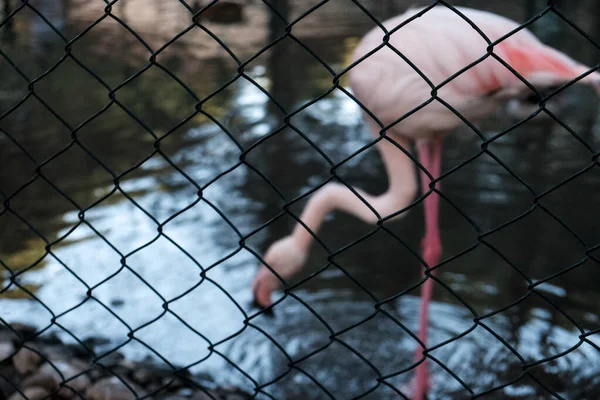 Flamingo Áll Egyik Lábán Közel Egy Vagy Nyáron Vadállatok Fogságban — Stock Fotó