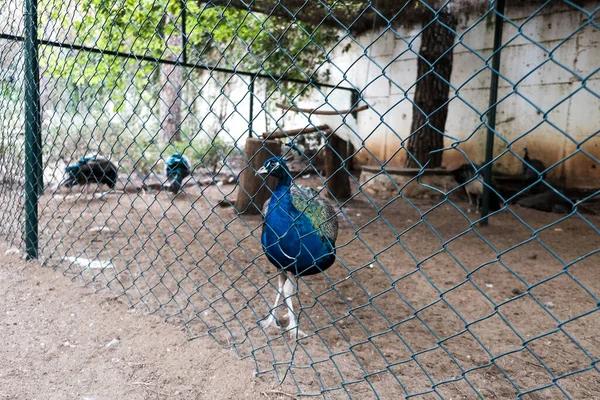 Ярко Синий Павлин Гуляющий Зоопарке Забором Дикие Птицы Плену Туристических — стоковое фото