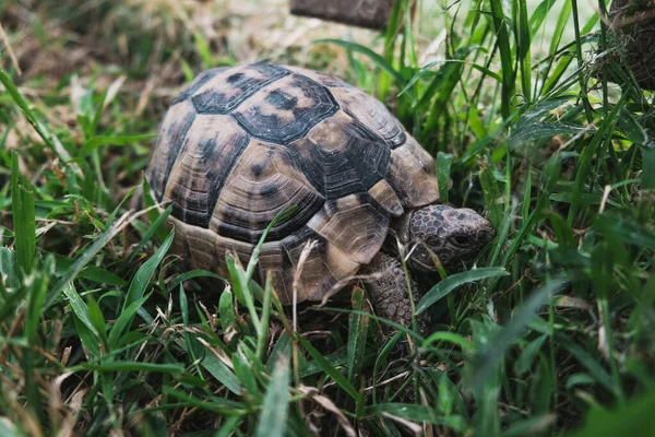Beautiful turtle with textured shell unnoticeable in bright green grass. Reptile walking or crawling on a park ground. Serious face expression, selective focus. Tortoise resting in the wild forest.