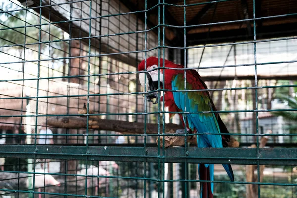 Алый Ара Ара Макао Попугай Сидит Клетке Зоологическом Саду Хранение — стоковое фото