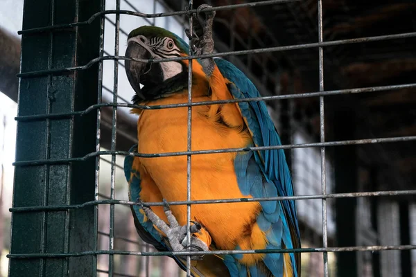 Красочный Настоящий Попугай Клетке Зоопарке Хранение Диких Птиц Животных Зоопарке — стоковое фото