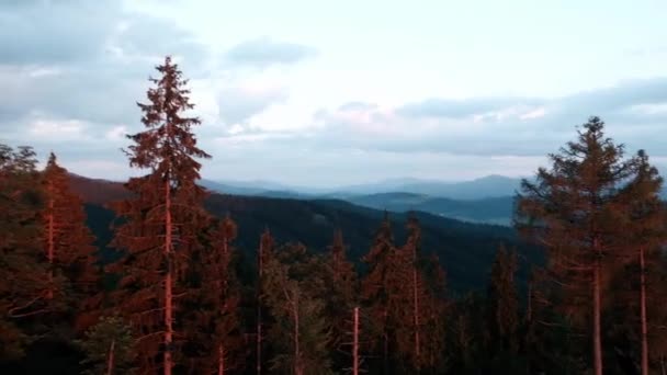 Vista Aerea Panoramica Della Foresta Alla Luce Del Sole Crepuscolare — Video Stock