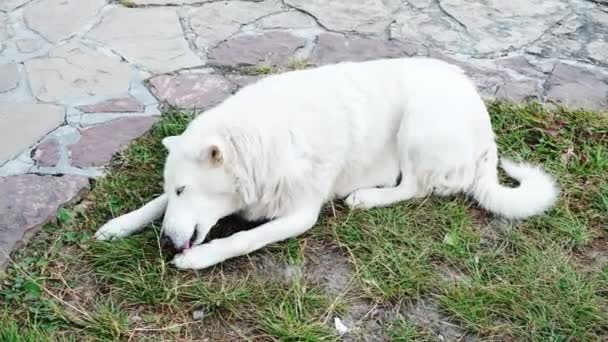 美しい白い犬は庭の外の草の中に彼の足をなめる横になった 朝の洗浄 衛生手順を掃除します ふわふわのペットは屋外できれいになります 舌を持つ動物のセルフケアルーチン — ストック動画