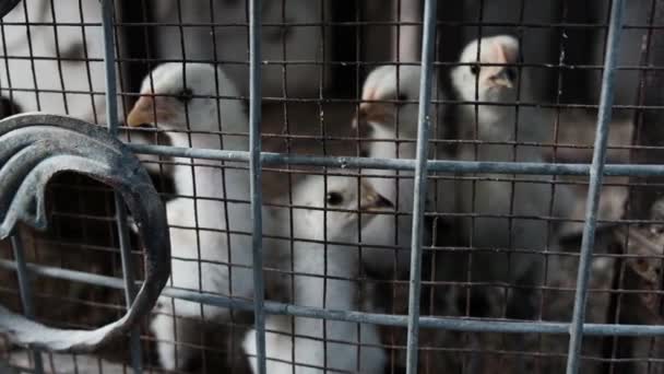 Little Wild White Birds Captive Cage Sad Frightened Imprisoned Animals — Stock Video