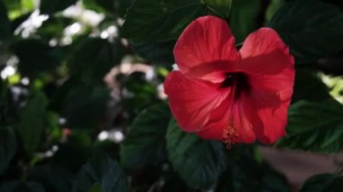 Beautiful wild bright red flower in blossom trembling in the wind surrounded by green leaves. Vulnerable beauty around in landscape during windy stormy weather. Cold sunny weather in summer field.