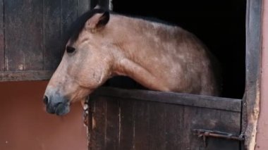Sad brown horse in a barn is hot and annoyed by flies. Chewing and showing tongue to visitors from behind closed stable fence. Breeding horses for tourist riding as entertainment or meat on a farm. 