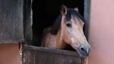 Sad brown horse with black mane in a barn chewing funny with tongue annoyed by flies. Closed animal prisoner staying behind fence on a ranch kept for riding. Breeding horses for meat or entertainment.