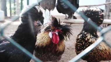 Funny rooster of houdan chicken family with red wattle behind green mesh metal fence on a farm. Cute imprisoned hens looking from behind bars. Breeding poultry for meat production industry in village.