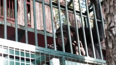 Big black monkey eating grapes. Ape in captivity sitting imprisoned in a cage with little space. Sad locked up animal looking for freedom, kept in a zoo for tourist entertainment. Unethical behavior.