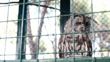 Gray owl kept prisoner in a confined cage behind green grid fence in a zoo for tourist entertainment. Sad looking bird with one eye closed and brown feathers, night creature sleeping during the day.