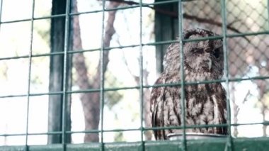 Gray owl kept prisoner in a confined cage behind green grid fence in a zoo. Sad looking bird turning head and blinking with one eye closed and brown feathers, night creature sleeping during the day.