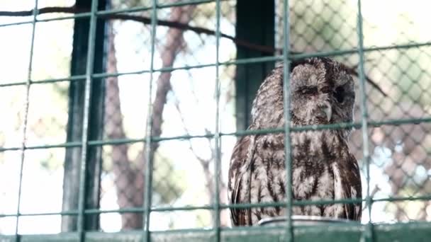 Gray Owl Kept Prisoner Confined Cage Green Grid Fence Zoo — Wideo stockowe