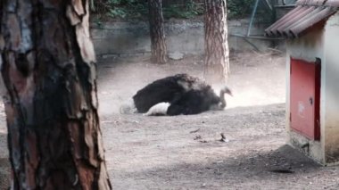 Toz alan devekuşu ya da hayvanat bahçesinde yıkanan kum. Başını yere eğ ve kanatlarını hareket ettir. Tüylerdeki parazitleri öldür. Turist eğlencesi için kafeste tutulan tuhaf vahşi kuş..