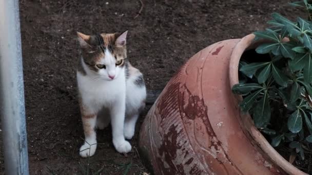 Wary Alert Kitten Zitten Een Tuin Buiten Het Huis Buurt — Stockvideo