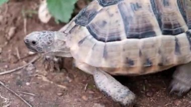 Çimenlerde kameradan uzaklaşan sevimli küçük bir kaplumbağanın yakın görüntüsü. Tehlikede olan vahşi bir hayvan, doğal çevre. Dünya gezegeninde korunmaya ihtiyacı olan nesli tükenmekte olan türler. Vahşi yaşamı kurtar.