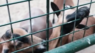 Aç kahverengi keçi, yeşil yaprak almaktan mutlu, hayvanat bahçesinde keçi besleyen bir turist. Hayvanları eğlence için tutsak etmek. Çiftlikte kötü koşullar, et ve peynir üreten endüstri.